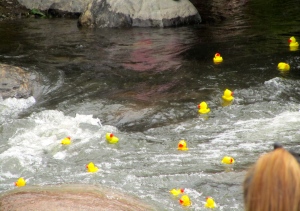 Ducks racing in Blue River