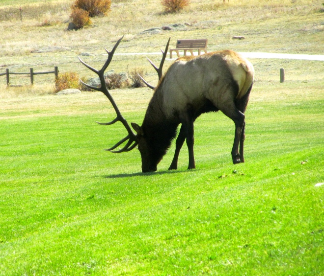 Male elk ready to defend territory and his females