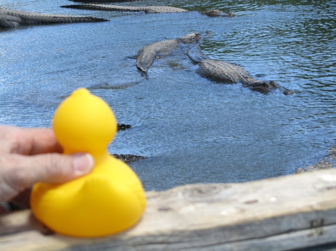 You will want to see these alligators.  Visit soon