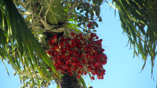 Palm tree with red seeds