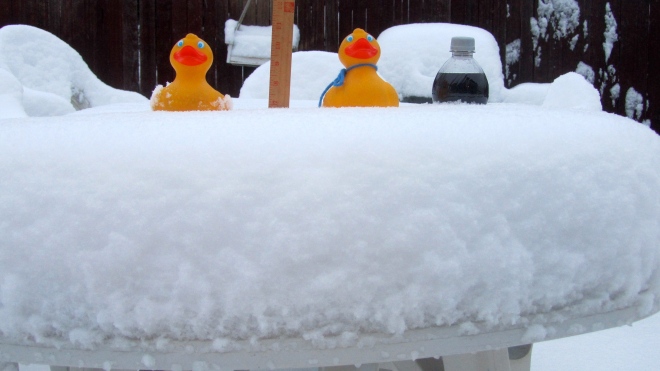 Ducks on snowy table