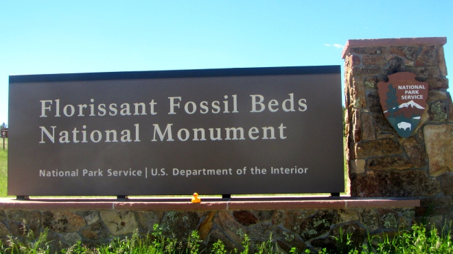 Let's see the fossils!