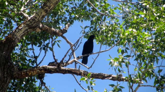 Crow on watch