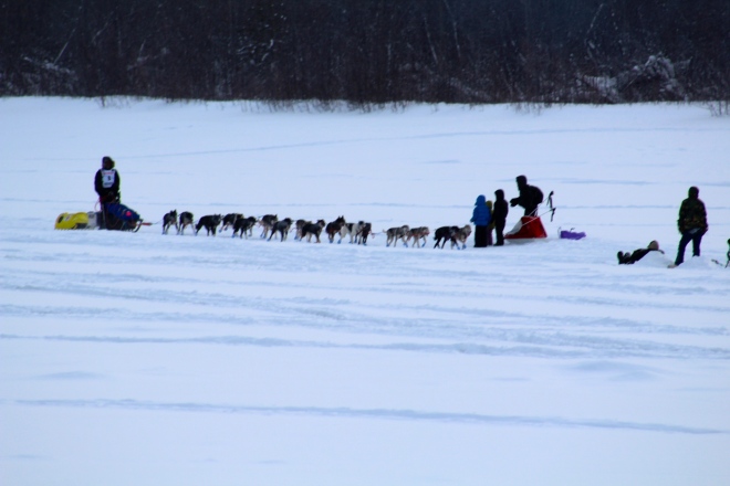 Dog team and sled