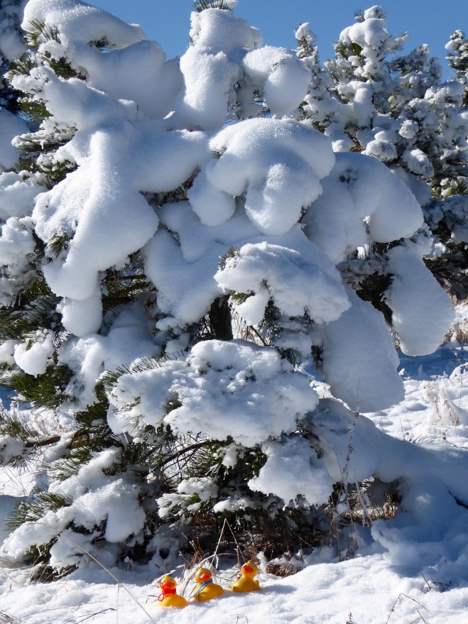 Snow decorated tree