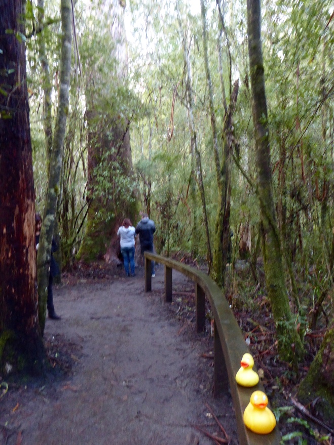 Boardwalk through rainforest