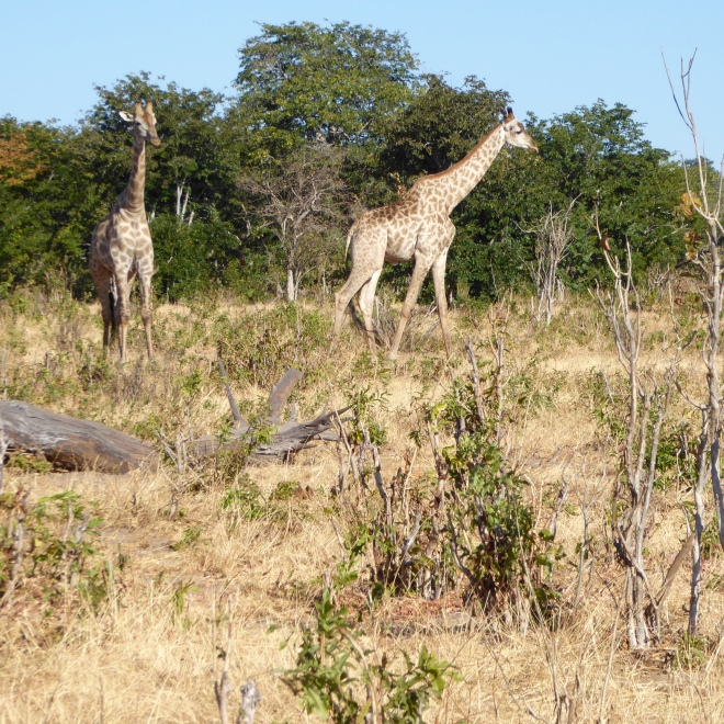 Giraffes at Chobe National Park, Botswana